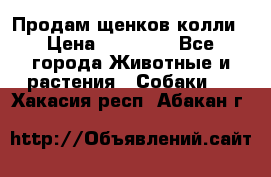 Продам щенков колли › Цена ­ 15 000 - Все города Животные и растения » Собаки   . Хакасия респ.,Абакан г.